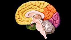 كيفية تطوير النصف الأيمن من الدماغ؟