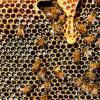 การหล่อขี้ผึ้งและการถอดรหัสภาพ กฎการหล่อขี้ผึ้ง