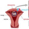 اختبار الدوبلر أثناء الحمل: كيف ومتى يتم إجراء الدوبلر وتفسيره ومعاييره